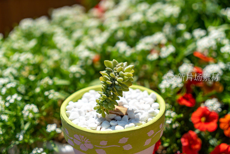 Sedum rubrotinctum ‘Aurora’ – Pink Jelly Beans - Succulents Plant